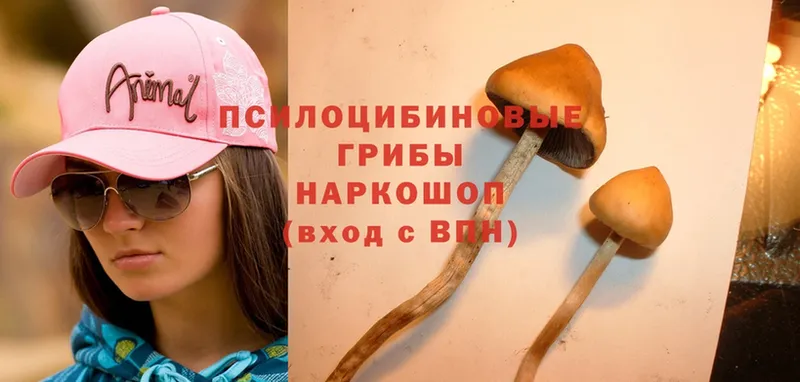 Псилоцибиновые грибы Psilocybine cubensis  Нефтеюганск 